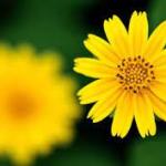 ИСЛОМДА АЁЛЛАР.