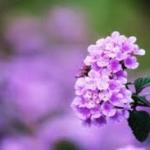 ИНСОНЛАРГА МЕҲР МУҲАББАТЛИ БЎЛИШ, ИСЛОМ ОДОБИДИР.