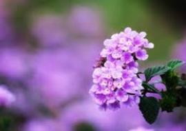 ИНСОНЛАРГА МЕҲР МУҲАББАТЛИ БЎЛИШ, ИСЛОМ ОДОБИДИР.