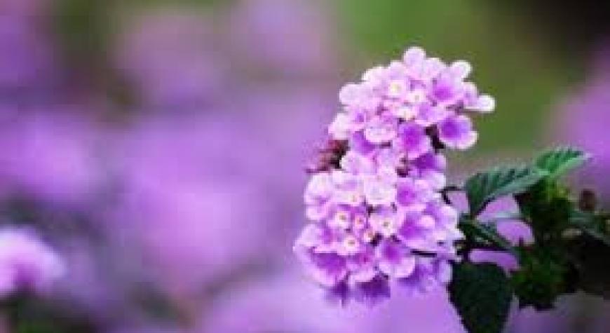 ИНСОНЛАРГА МЕҲР МУҲАББАТЛИ БЎЛИШ, ИСЛОМ ОДОБИДИР.